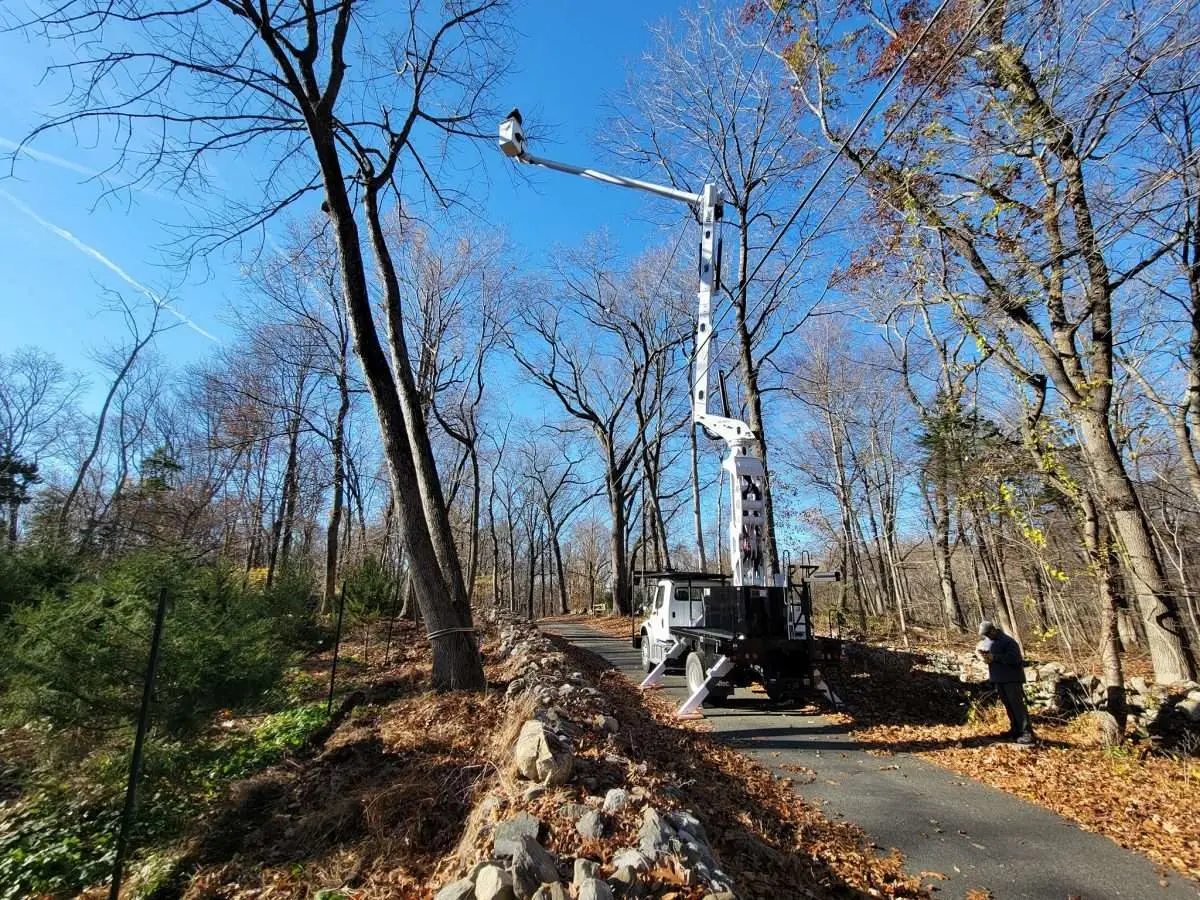 Frequently Asked Questions About Tree Trimming