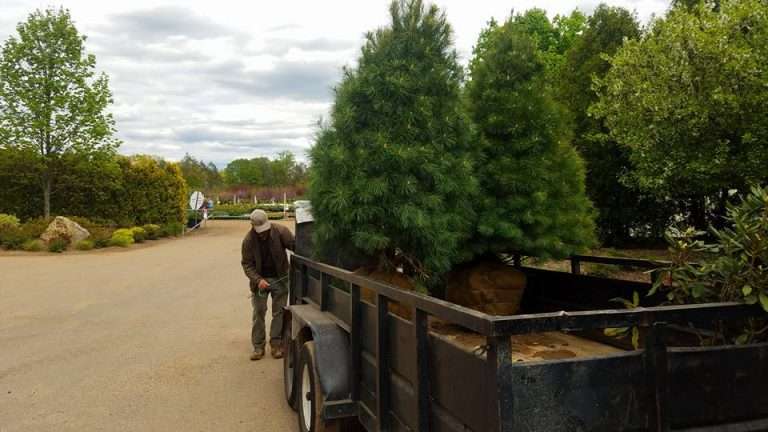 Transplanting Mature Trees: Expert Insights for Success in 2024
