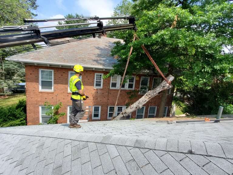 Easiest Way to Clean Up Stump Grindings in 2024