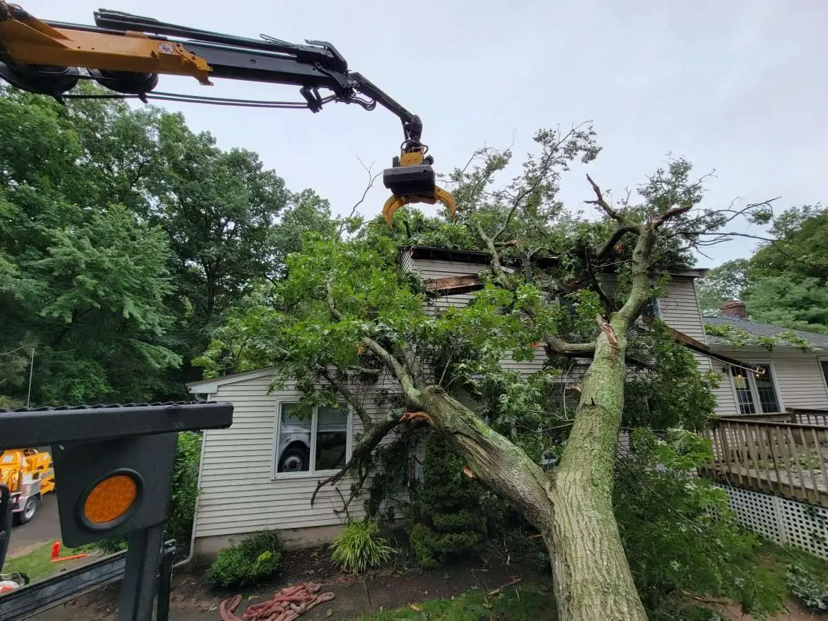 Easiest Way to Clean Up Stump Grindings in 2024 2 Clean Up After Stump Grinding