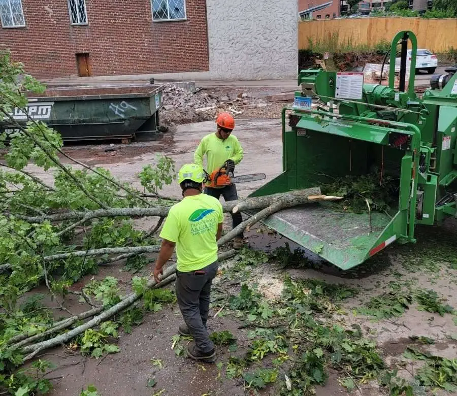 The Rules About Burning Tree Stumps: What You Need To Know