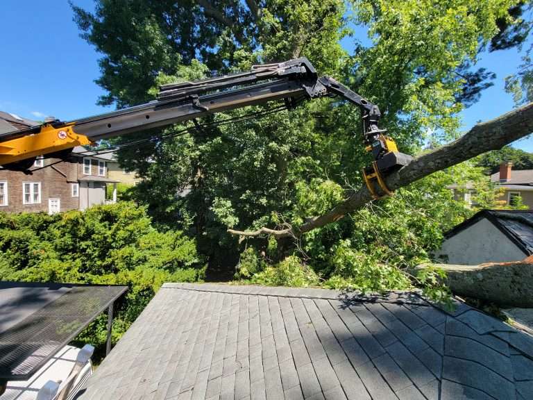 Tree Surgeon vs Arborist: Key Differences Explained for 2024