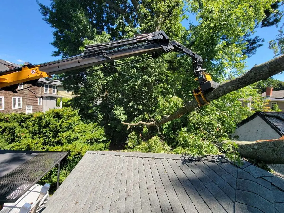 Guide To Planting After Tree Removal: Tips You Should Know