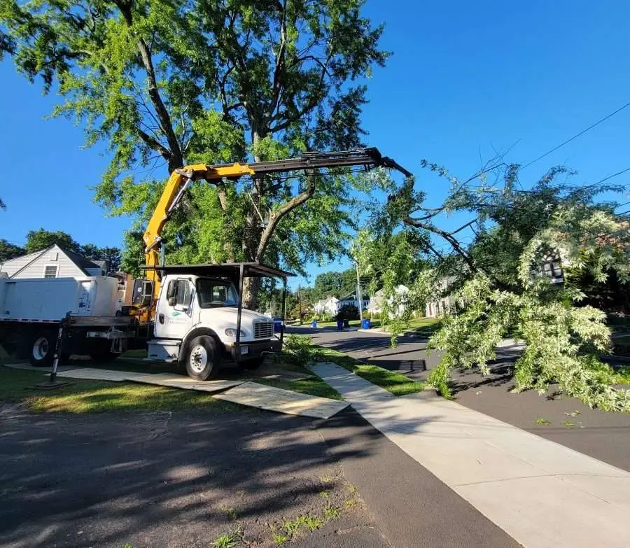 Guide To Planting After Tree Removal: Tips You Should Know