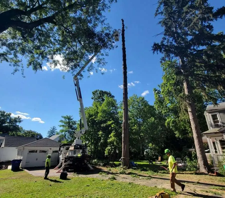 What Is the Best Stump Remover?
