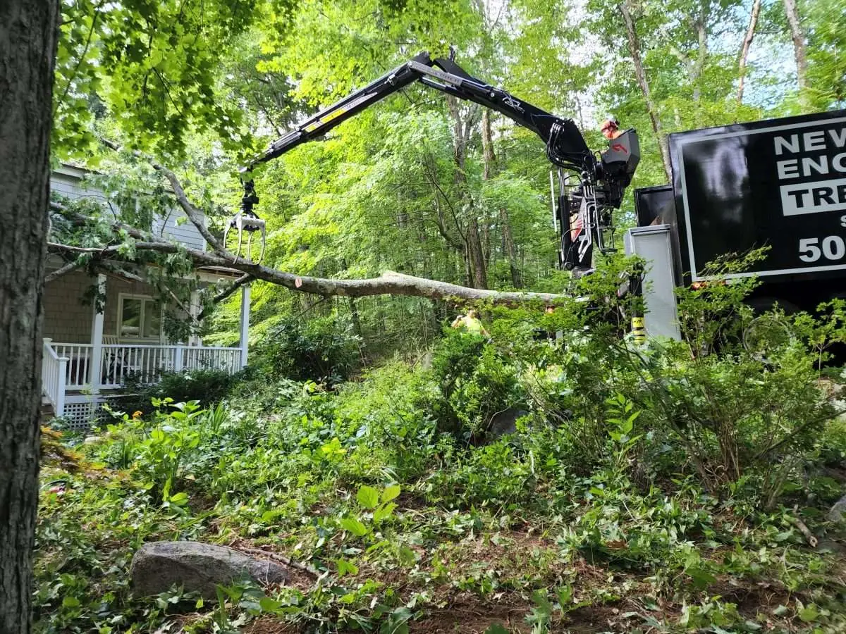 Winter Tree Pruning: Things You Must Know