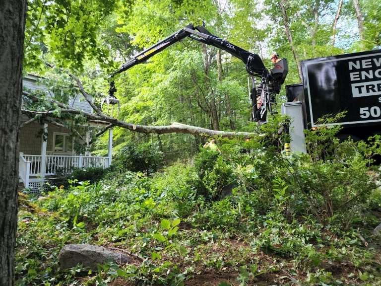 2024 Guide: Best Stump Remover Methods for West Hartford