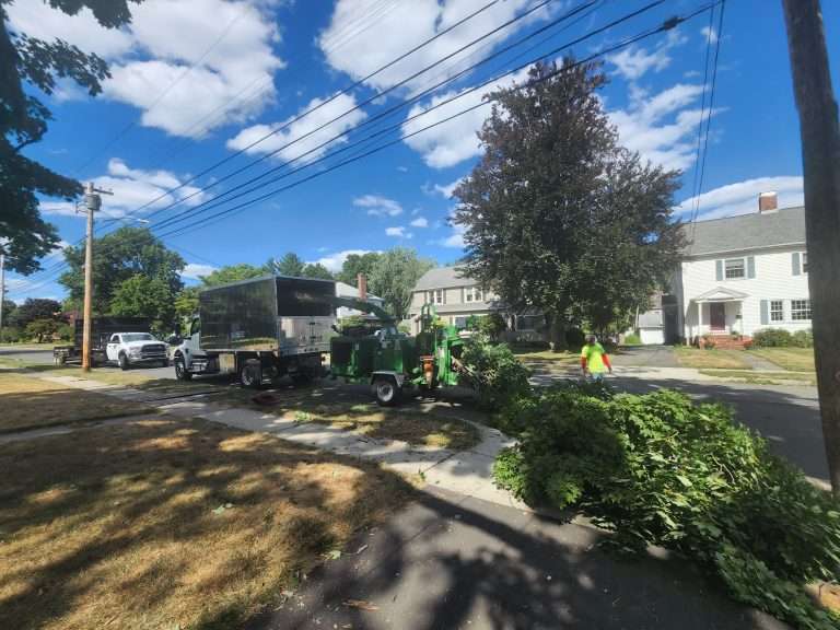 How Trimming a Tree Helps It Grow: A 2024 Guide