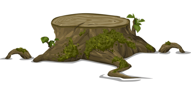 Tree Stump Decay 2024: Expert Tips for Homeowners