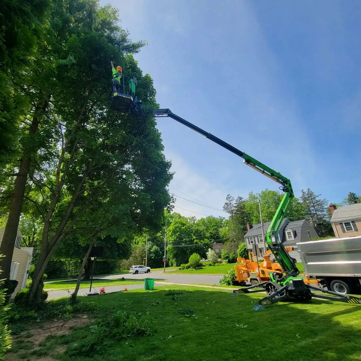 remove large tree close to house