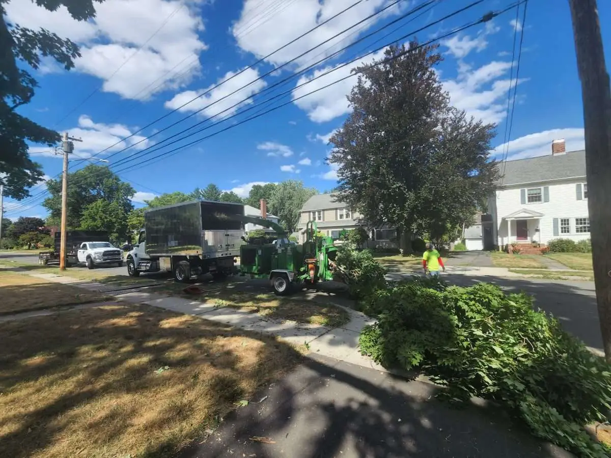 remove large tree close to house