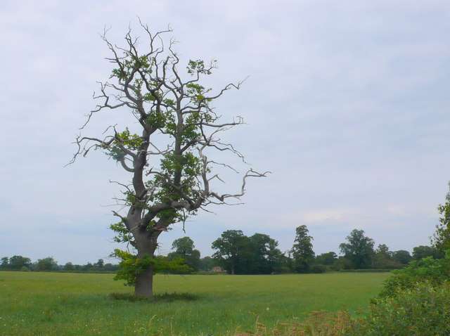 How Trees Reduce Air Pollution: Remarkable Insights for 2024