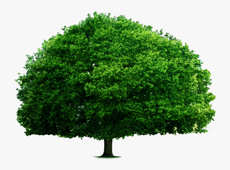 Best Small Tree for Landscaping: Complete Guide 2024