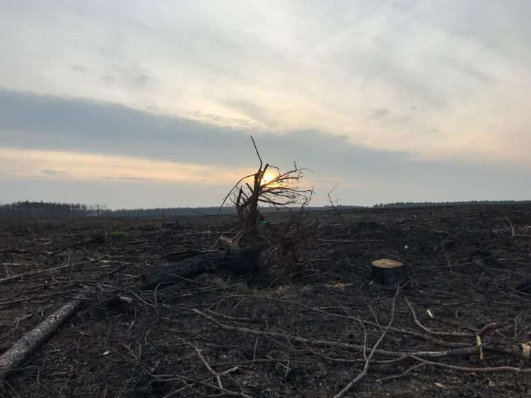 Signs of Drought Stress in Trees: Spotting Trouble in 2024