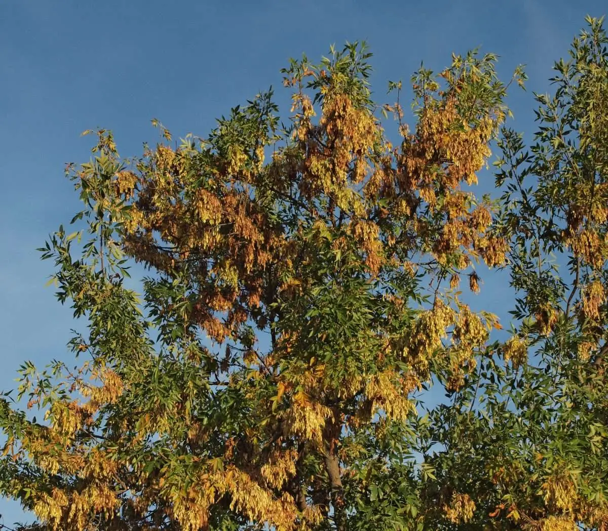 Signs of Drought Stress in Trees