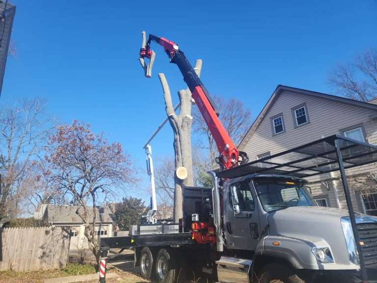 The Homeowner’s Guide to Tree Removal in West Hartford