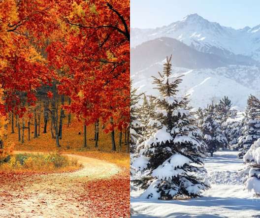 Evergreen vs Deciduous Trees: Choosing the Best for Your Landscape in 2024