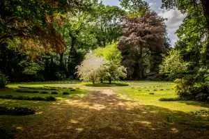 The Ultimate Guide to Great Front Yard Trees in 2024 1 Expert Guide: Front Yard Trees for Connecticut Homes 2024
