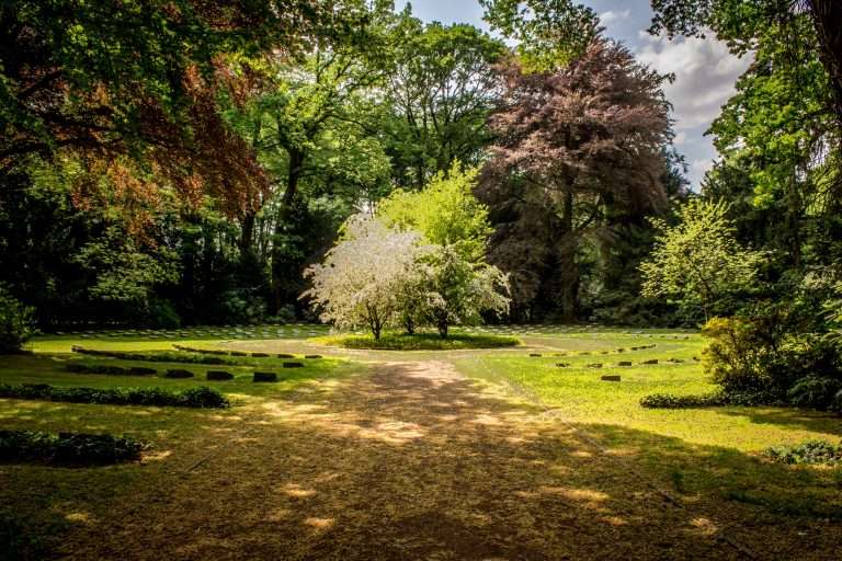 The Ultimate Guide to Great Front Yard Trees in 2024