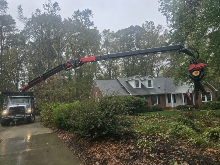 🌪️Into the Eye of the Storm: The High-Stakes World of Emergency Arborists
